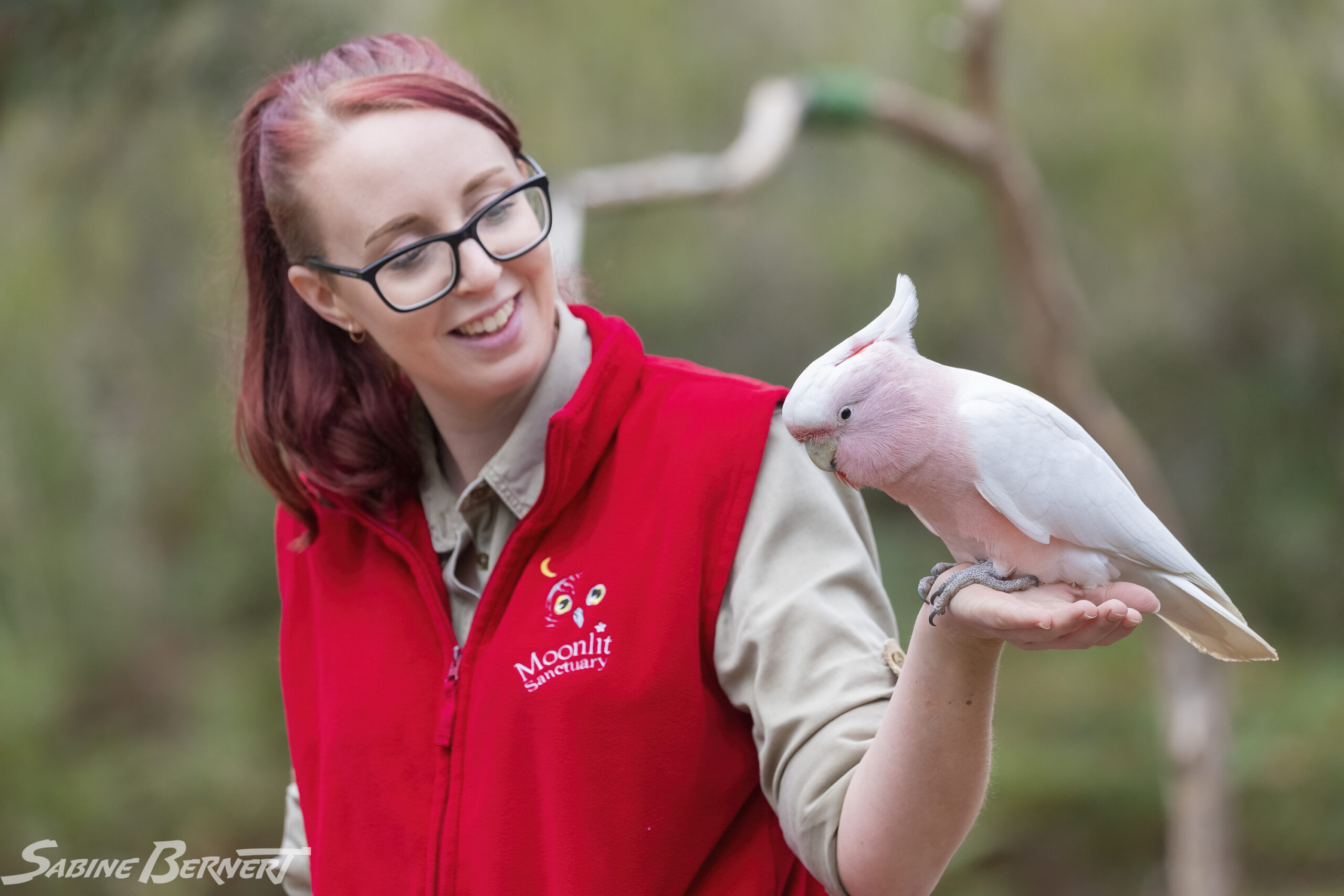 Sian Mulhill entraîne un Cacatoès de Leadbeater